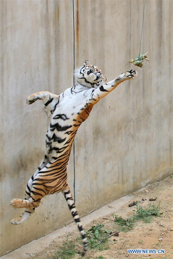 #CHINA-SHANDONG-YANTAI ZOO-ANIMALS-ZONGZI(CN)