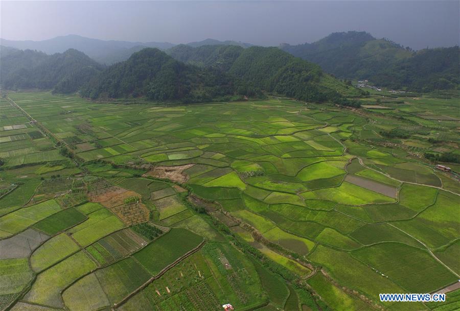 CHINA-GUANGXI-SANJIANG-RICE FIELDS(CN)