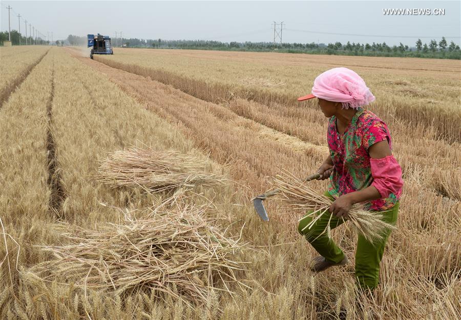 CHINA-HUANTAI-HARVEST(CN)