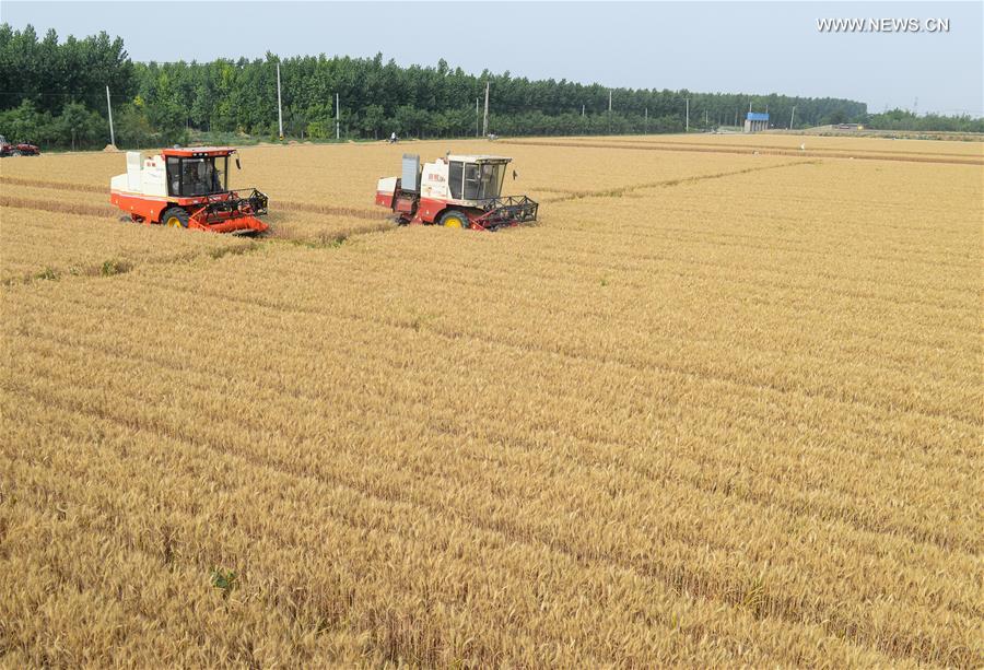 CHINA-HUANTAI-HARVEST(CN)