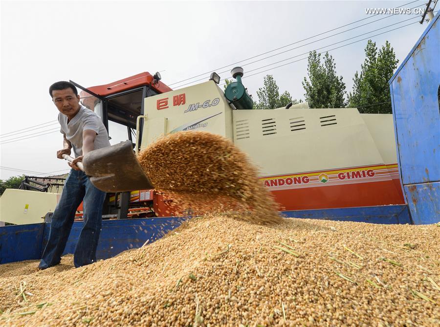 CHINA-HUANTAI-HARVEST(CN)