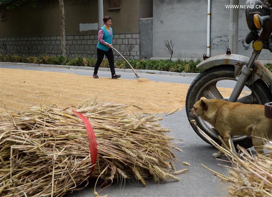CHINA-HUANTAI-HARVEST(CN)