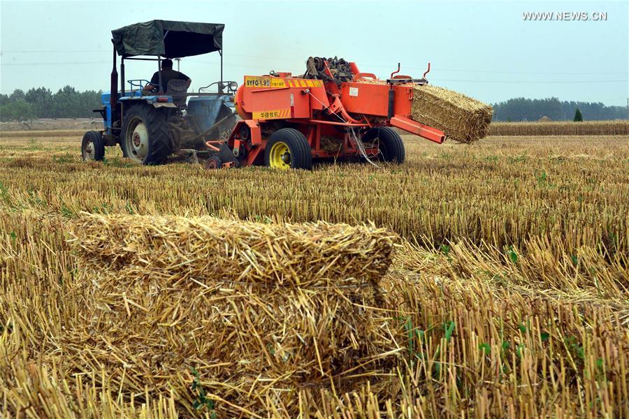 #CHINA-LIAOCHENG-STRAW-RECYCLING(CN)
