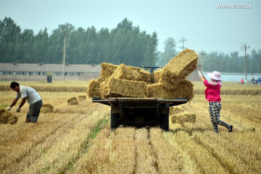 #CHINA-LIAOCHENG-STRAW-RECYCLING(CN)