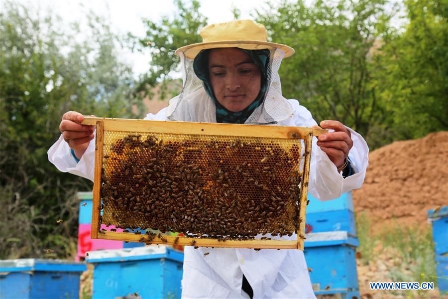 Afghan farmers work at a bee farm in Bamyan province, central Afghanistan, June 10, 2016.