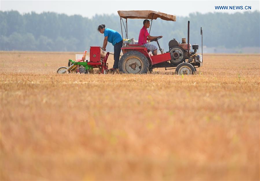 CHINA-HEBEI-AGRICULTURE (CN)
