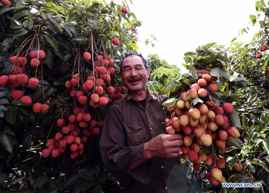 A farmer shows litchi in Thanh Ha district, Hai Duong province, Vietnam, on June 13, 2016. Litchi, famous for its succulent taste in Vietnam, is mainly produced in Bac Giang province, Hai Duong province and Hung Yen province.