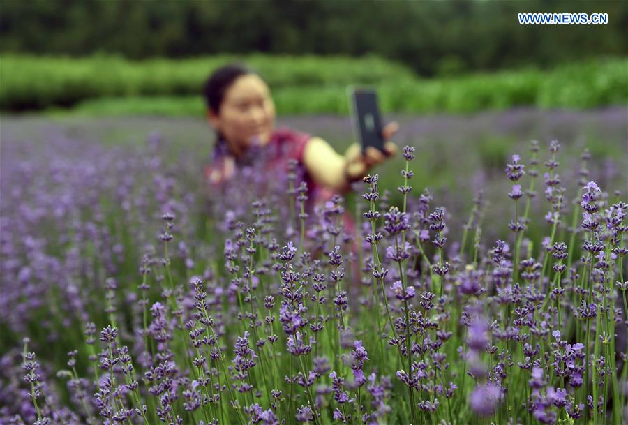CHINA-YUNNAN-LAVENDER FIELD (CN)