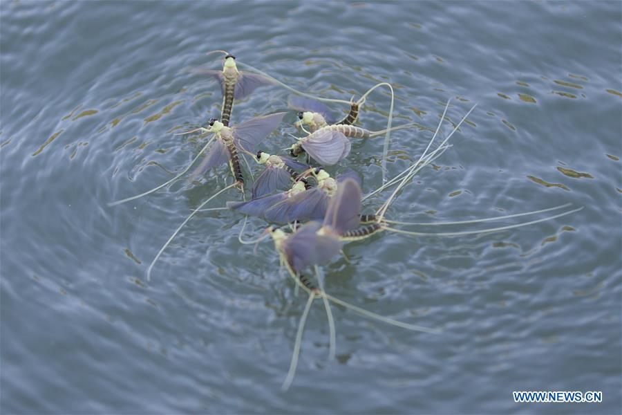 A man paddles a kayak among the long-tailed mayflies (Palingenia longicauda) on the Tisza river in Tiszainoka village in Jasz-Nagykun-Szolnok county, Hungary, on June 14, 2016. A man paddles a kayak among the long-tailed mayflies (Palingenia longicauda) on the Tisza river in Tiszainoka village in Jasz-Nagykun-Szolnok county, Hungary, on June 14, 2016.