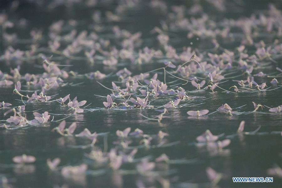 A man paddles a kayak among the long-tailed mayflies (Palingenia longicauda) on the Tisza river in Tiszainoka village in Jasz-Nagykun-Szolnok county, Hungary, on June 14, 2016. 