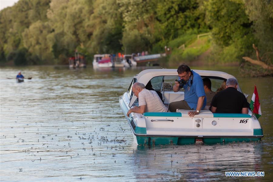 A man paddles a kayak among the long-tailed mayflies (Palingenia longicauda) on the Tisza river in Tiszainoka village in Jasz-Nagykun-Szolnok county, Hungary, on June 14, 2016. A man paddles a kayak among the long-tailed mayflies (Palingenia longicauda) on the Tisza river in Tiszainoka village in Jasz-Nagykun-Szolnok county, Hungary, on June 14, 2016.