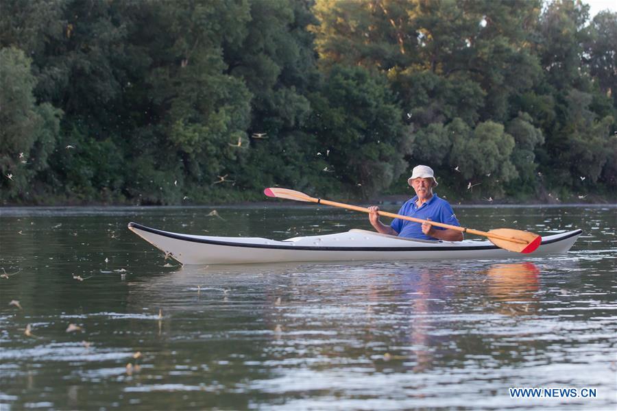A man paddles a kayak among the long-tailed mayflies (Palingenia longicauda) on the Tisza river in Tiszainoka village in Jasz-Nagykun-Szolnok county, Hungary, on June 14, 2016. 
