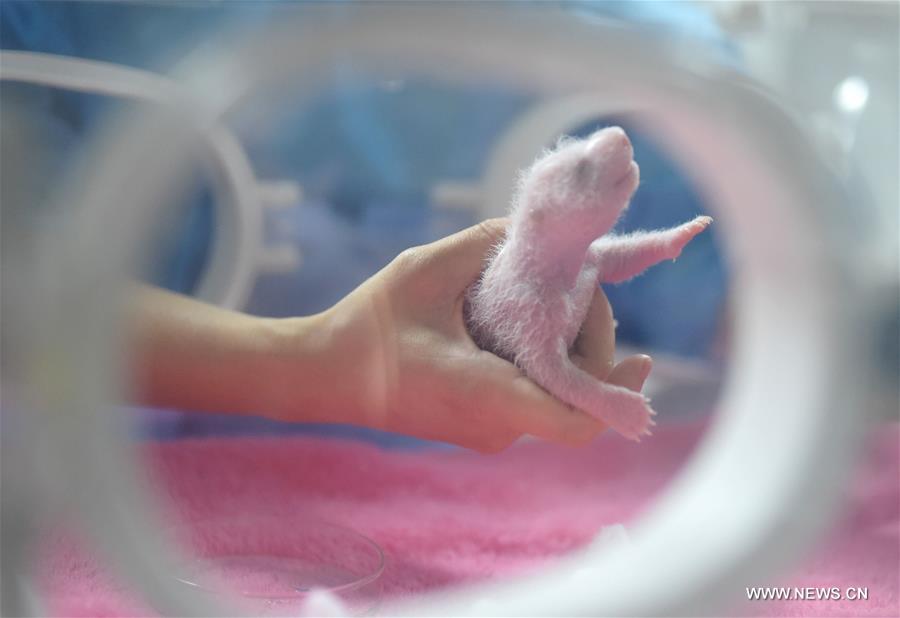 A giant panda gave birth to twins on Monday in Chengdu, the first twins this year anywhere in the world, according to the breeding base. A giant panda gave birth to twins on Monday in Chengdu, the first twins this year anywhere in the world, according to the breeding base.