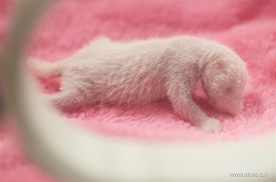 A giant panda gave birth to twins on Monday in Chengdu, the first twins this year anywhere in the world, according to the breeding base. A giant panda gave birth to twins on Monday in Chengdu, the first twins this year anywhere in the world, according to the breeding base.