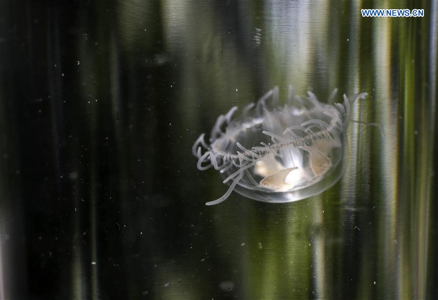 #CHINA-CHONGQING-FRESHWATER JELLYFISH (CN)