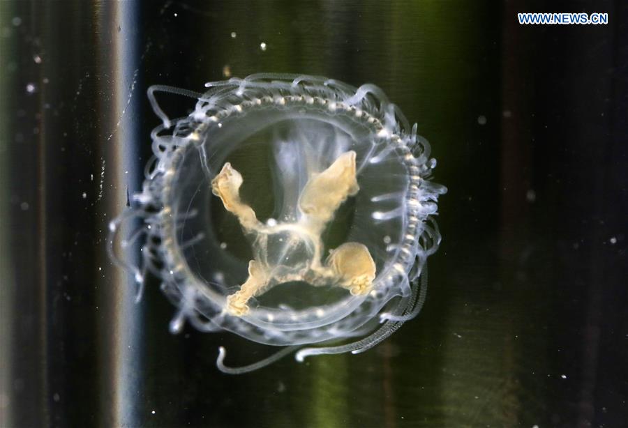 #CHINA-CHONGQING-FRESHWATER JELLYFISH (CN)