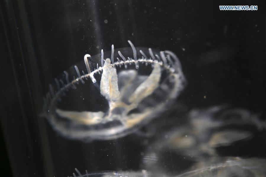 #CHINA-CHONGQING-FRESHWATER JELLYFISH (CN)