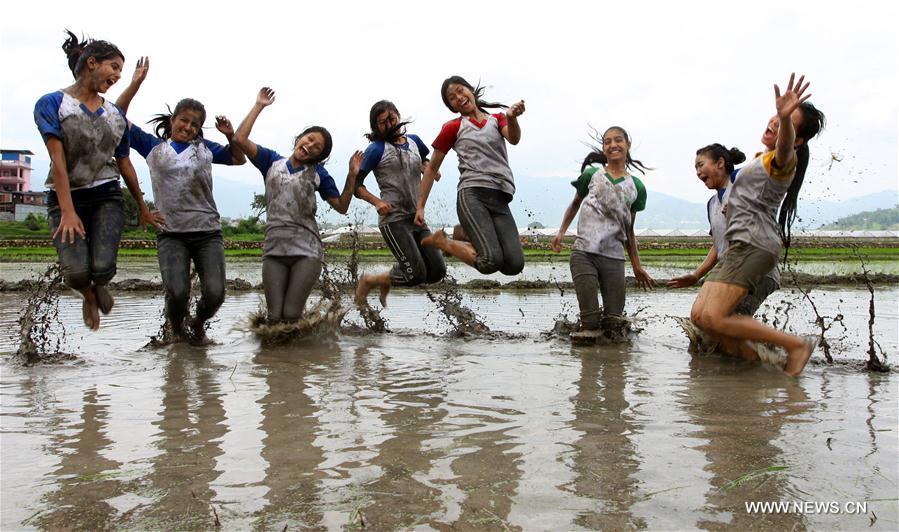 NEPAL-KATHMANDU-RICE PLANTATION