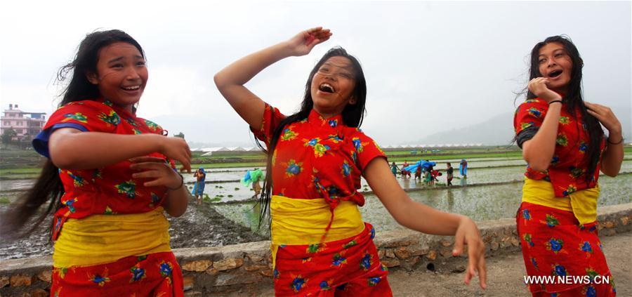 NEPAL-KATHMANDU-RICE PLANTATION