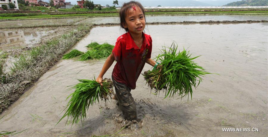 NEPAL-KATHMANDU-RICE PLANTATION