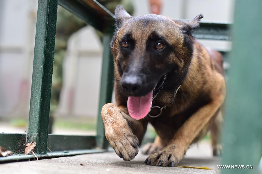 #CHINA-GUANGDONG-SHENZHEN-DRUG-SNIFFING DOG (CN)