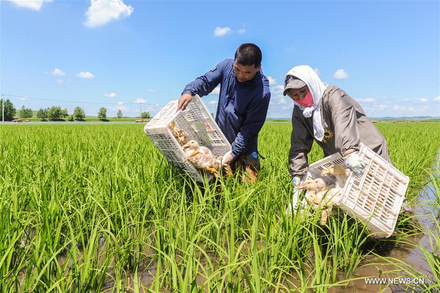 It's an eco-friendly farming system, avoiding using toxic pesticides while also utilizing duck's droppings as fertilizer. It's an eco-friendly farming system, avoiding using toxic pesticides while also utilizing duck's droppings as fertilizer.