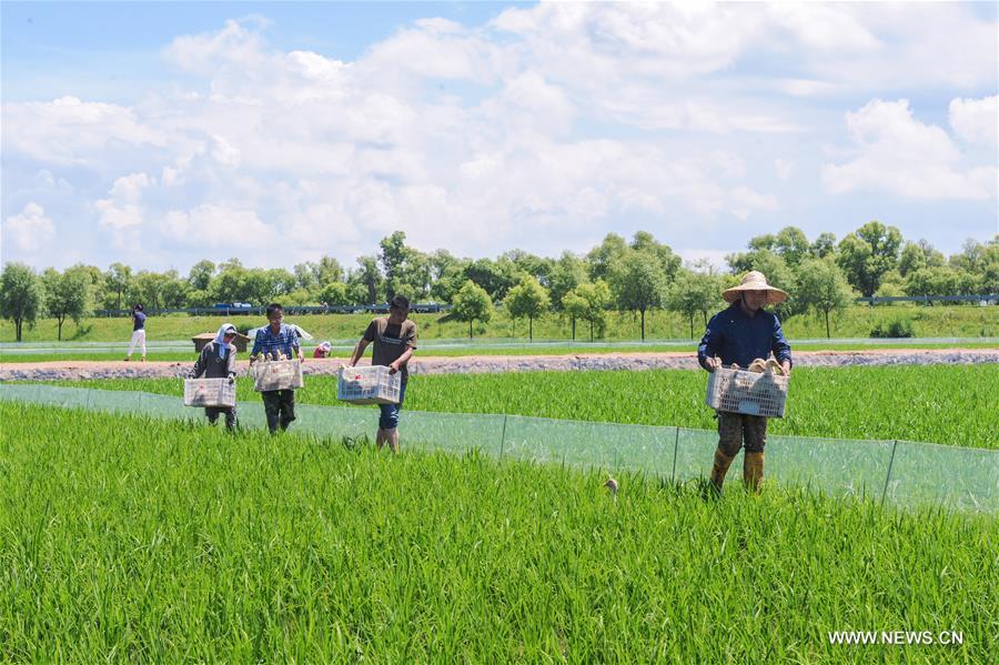 It's an eco-friendly farming system, avoiding using toxic pesticides while also utilizing duck's droppings as fertilizer. 