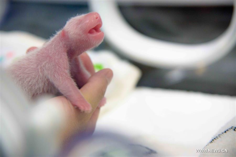 According to first inspection, the gender of the cubs is male.