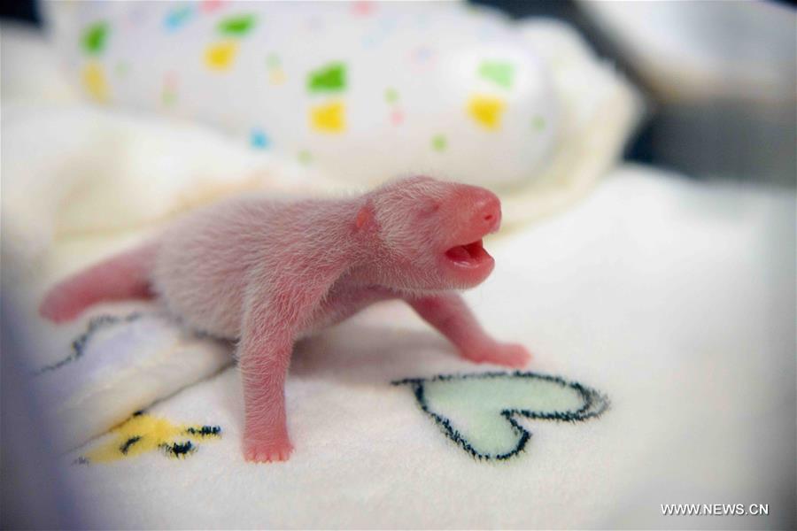 According to first inspection, the gender of the cubs is male. According to first inspection, the gender of the cubs is male.