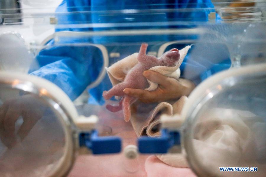 #CHINA-CHENGDU-GIANT PANDA TWINS (CN)
