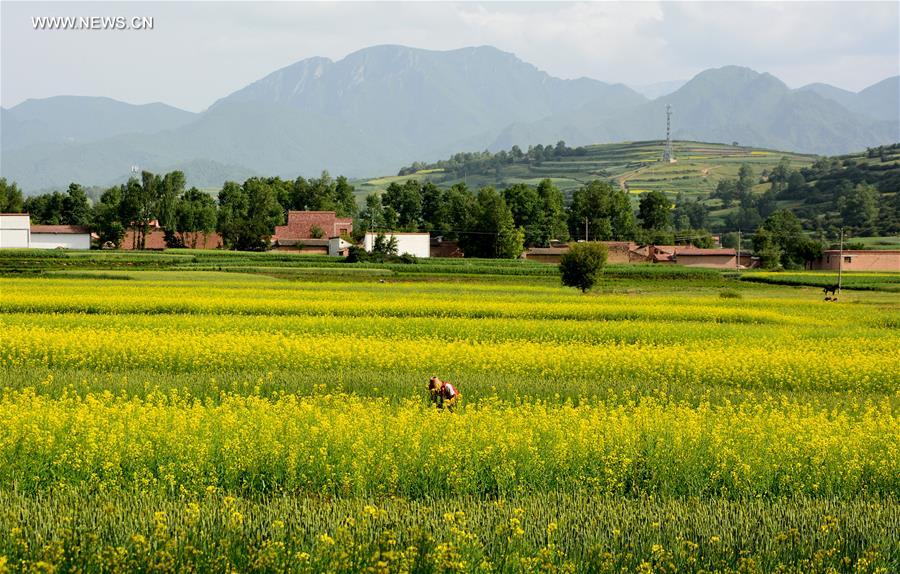 #CHINA-GANSU-WEIYUAN-RAPE FLOWER (CN)