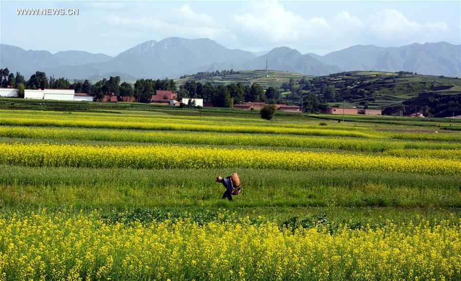 #CHINA-GANSU-WEIYUAN-RAPE FLOWER (CN)