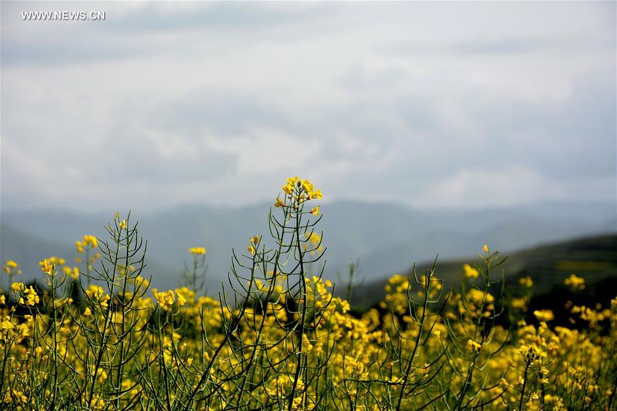 #CHINA-GANSU-WEIYUAN-RAPE FLOWER (CN)