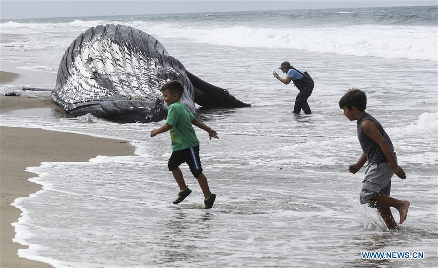 A bulldozer pushes a dead humpback whale into the ocean at Dockweiler State Beach in Los Angeles, California, the United States, on July 1, 2016. A bulldozer pushes a dead humpback whale into the ocean at Dockweiler State Beach in Los Angeles, California, the United States, on July 1, 2016.
