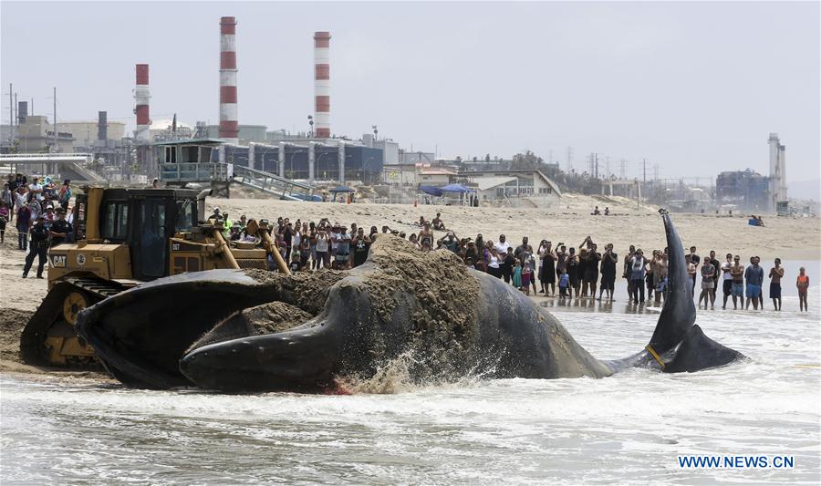A bulldozer pushes a dead humpback whale into the ocean at Dockweiler State Beach in Los Angeles, California, the United States, on July 1, 2016. A bulldozer pushes a dead humpback whale into the ocean at Dockweiler State Beach in Los Angeles, California, the United States, on July 1, 2016.
