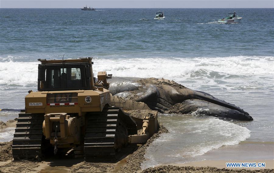 A bulldozer pushes a dead humpback whale into the ocean at Dockweiler State Beach in Los Angeles, California, the United States, on July 1, 2016. A bulldozer pushes a dead humpback whale into the ocean at Dockweiler State Beach in Los Angeles, California, the United States, on July 1, 2016.