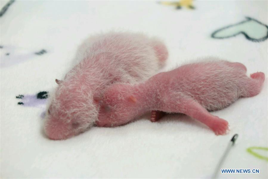 CHINA-MACAO-GIANT PANDA-TWIN CUBS (CN) 