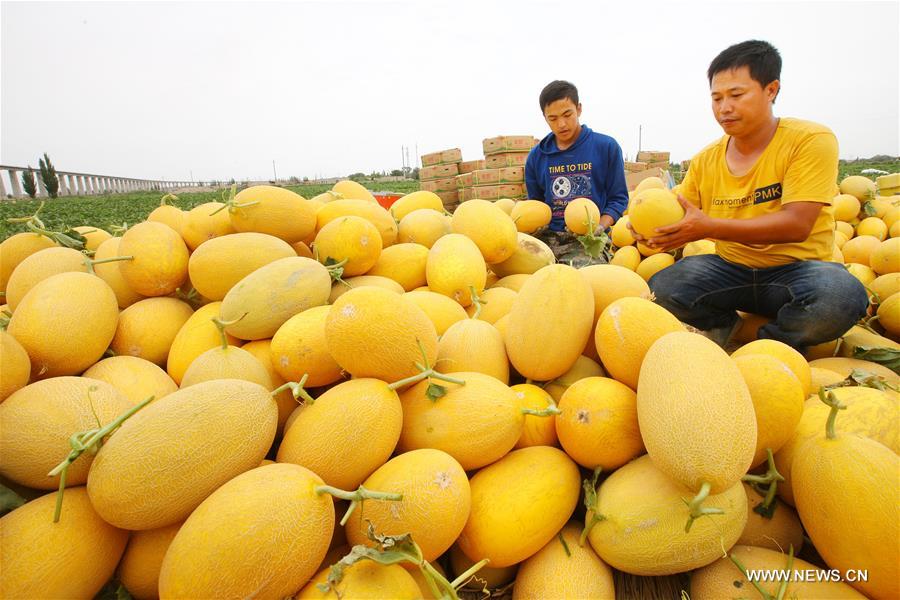 Farmers reaped a bumper harvest of more than 100 varieties of Hami melons in Nanhu Township of Xinjiang recently. Farmers reaped a bumper harvest of more than 100 varieties of Hami melons in Nanhu Township of Xinjiang recently.