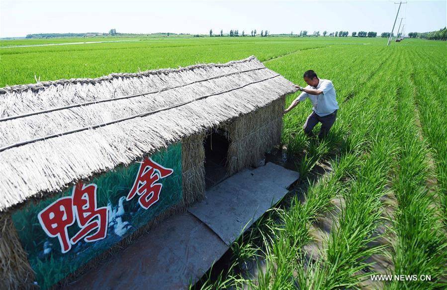 It's an eco-friendly farming system to produce organic rice, avoiding using toxic pesticides.