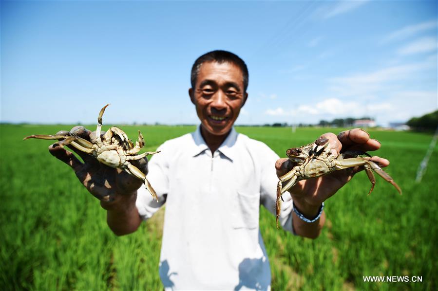 It's an eco-friendly farming system to produce organic rice, avoiding using toxic pesticides.
