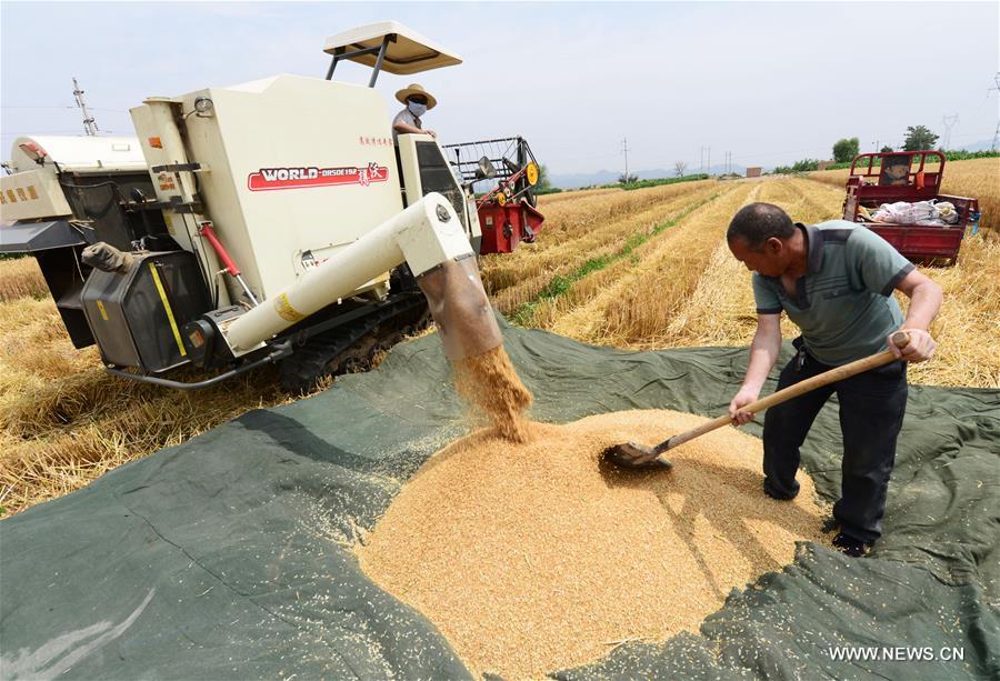 , northwest China's Gansu Province, July 5, 2016. With 30,000 hectares of wheat, Linxia enters harvest season.