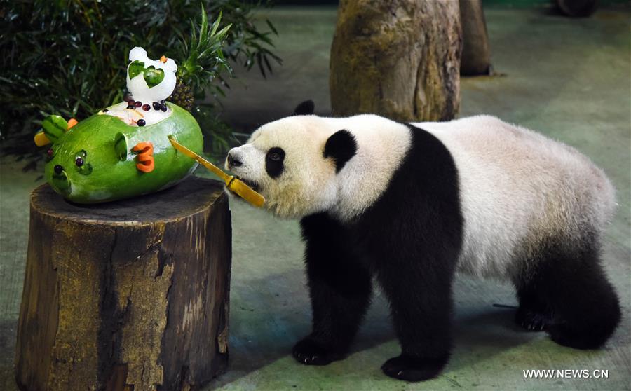 The zoo celebrated birthday for Yuanzai who turned 3 years old on Wednesday. 