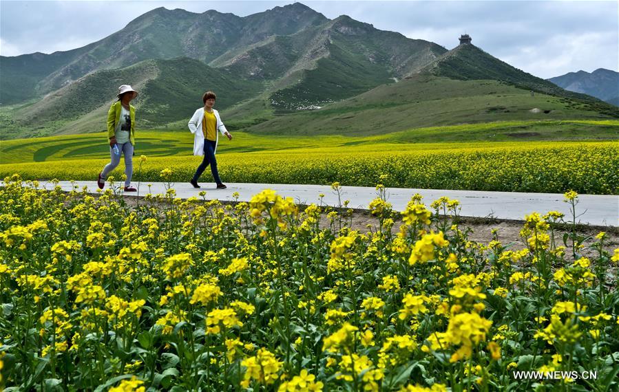  Rapeseed flowers are in full bloom in Minle recently. 