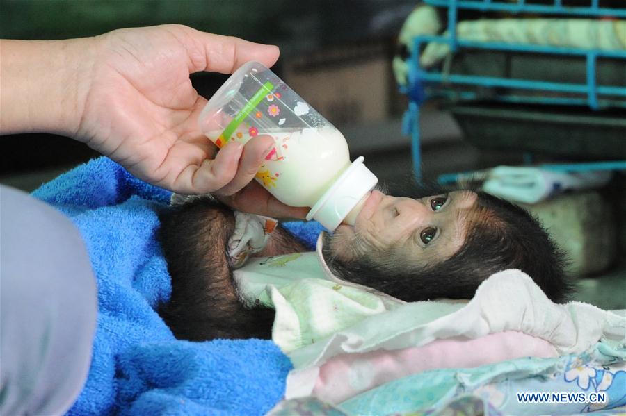  A boy looks at parrots at Samut Prakarn Crocodile Farm and Zoo in Samut Prakarn province, Thailand, July 7, 2016.