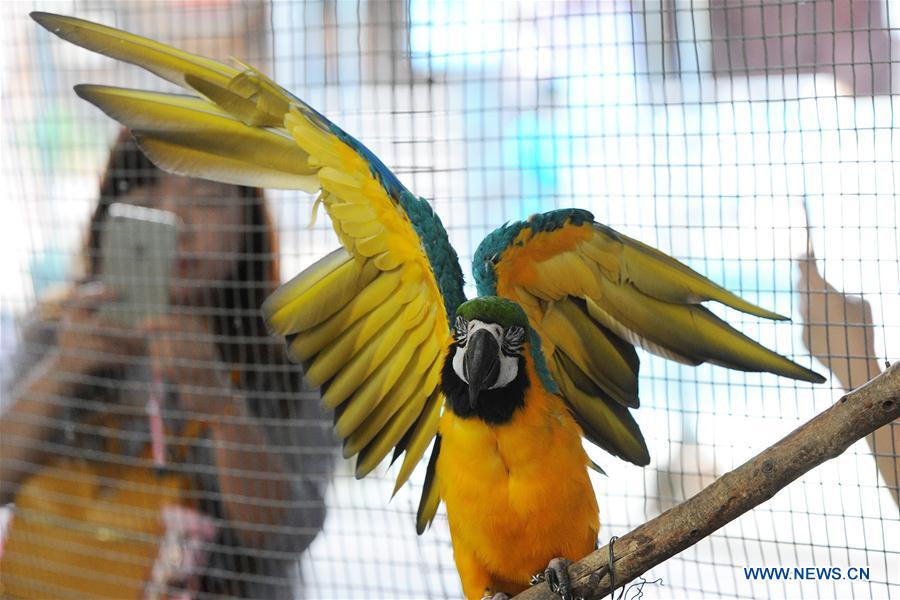  A boy looks at parrots at Samut Prakarn Crocodile Farm and Zoo in Samut Prakarn province, Thailand, July 7, 2016.