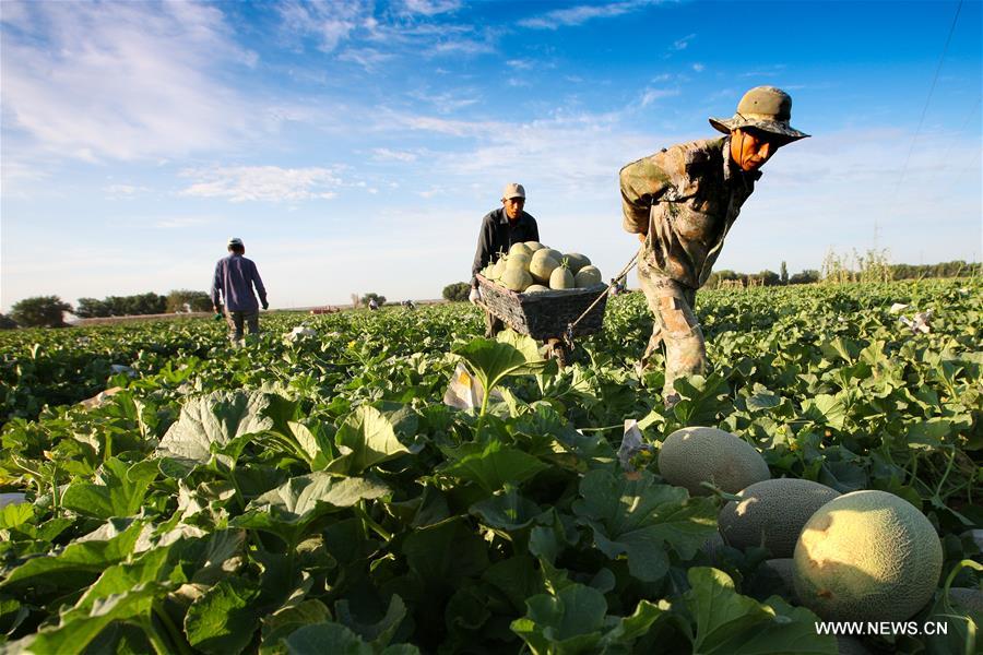 The city started a cooperation with China Postal Airlines this year to transport Hami melons and to expand a new agricultural products transportation channel. The city started a cooperation with China Postal Airlines this year to transport Hami melons and to expand a new agricultural products transportation channel.