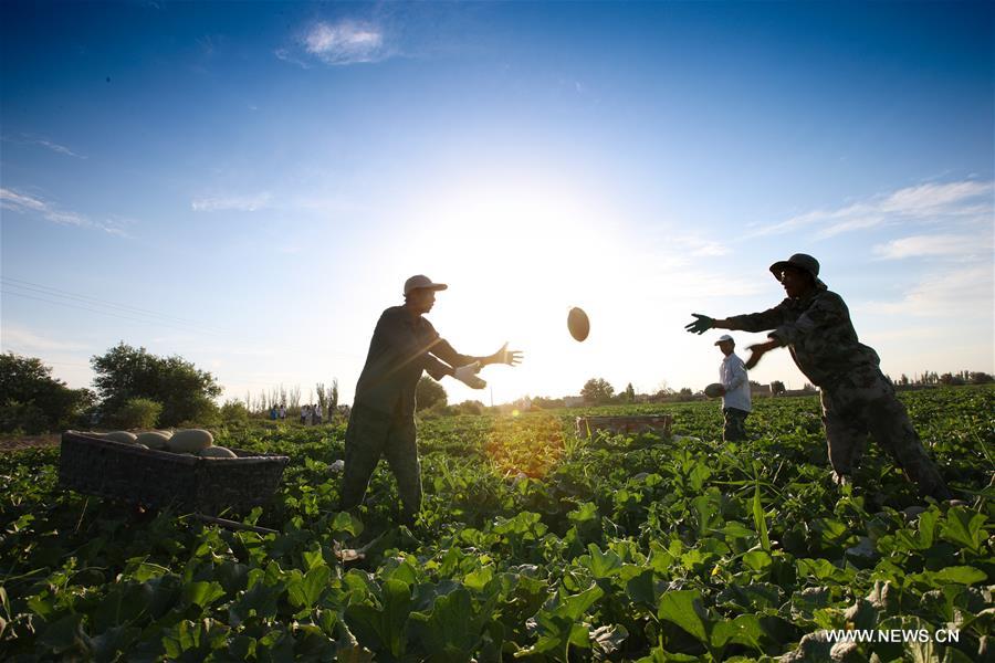 The city started a cooperation with China Postal Airlines this year to transport Hami melons and to expand a new agricultural products transportation channel. The city started a cooperation with China Postal Airlines this year to transport Hami melons and to expand a new agricultural products transportation channel.
