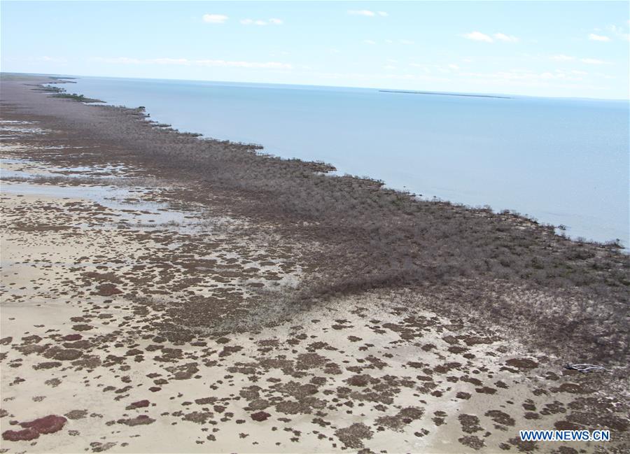 Photo taken on June 9, 2016 shows dead mangroves in Gulf of Carpentaria, Australia.