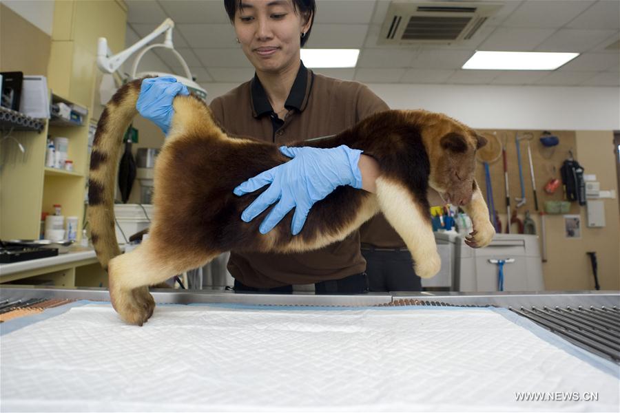 SINGAPORE-TREE KANGAROO-HEALTH EXAMINATION