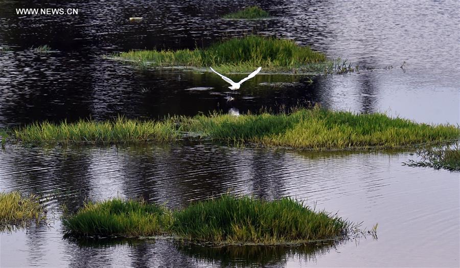 CHINA-KUNMING-WETLAND PARKS (CN)